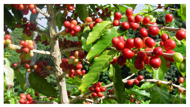 阿里山咖啡豆